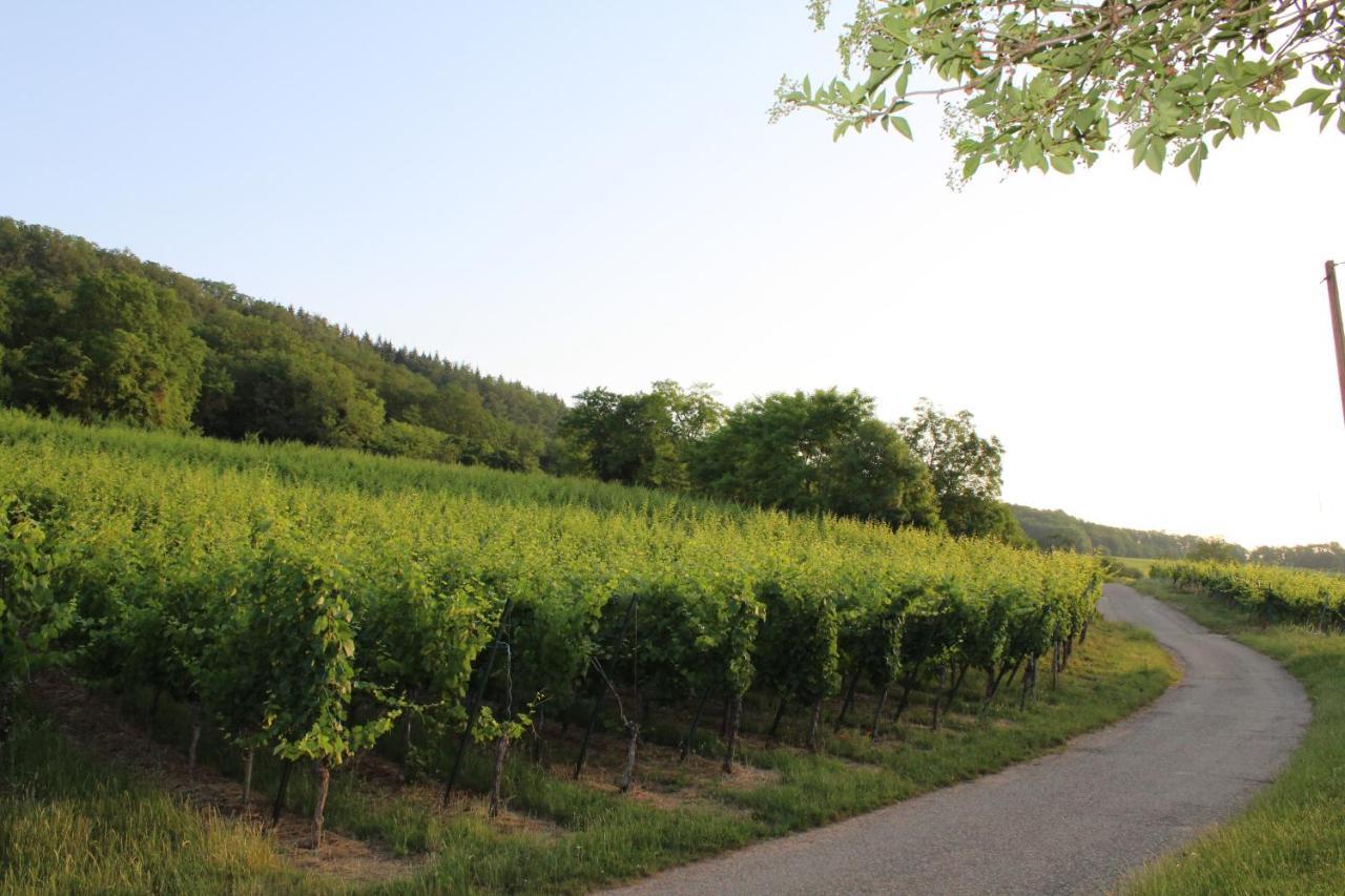 A L'Oree Des Vignes, Superbe Logement De 80 M2 Wangen エクステリア 写真